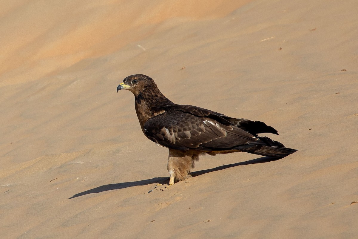 Oriental Honey-buzzard - ML276119371