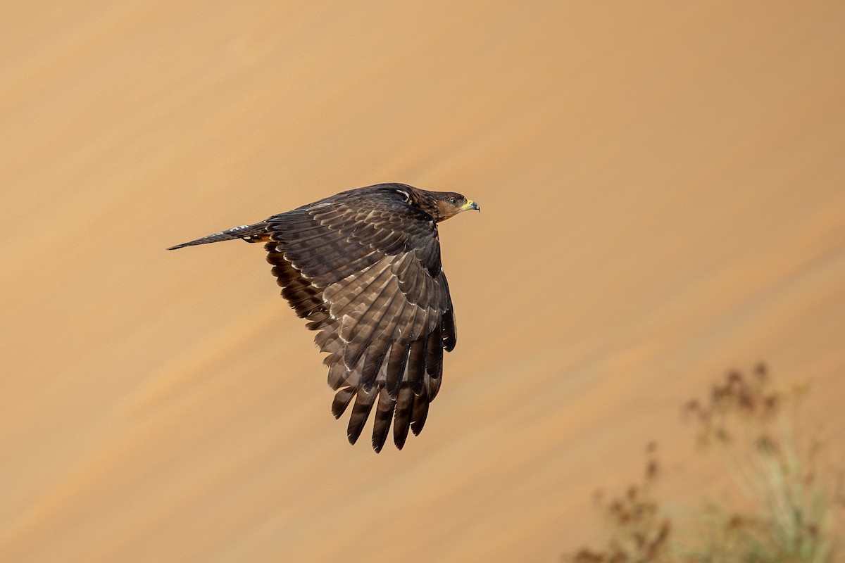 Oriental Honey-buzzard - Nikos Mavris