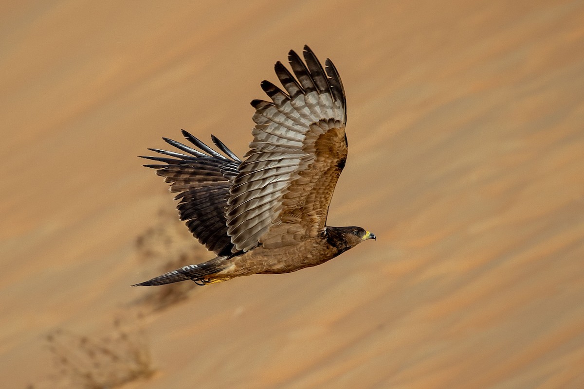 Oriental Honey-buzzard - ML276119401