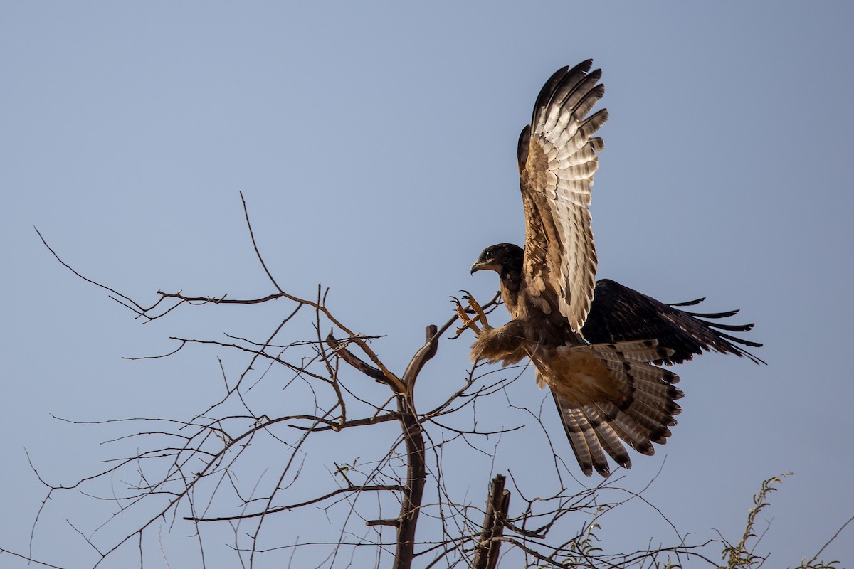 Oriental Honey-buzzard - Nikos Mavris