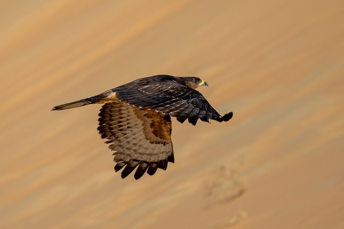 Oriental Honey-buzzard - Nikos Mavris