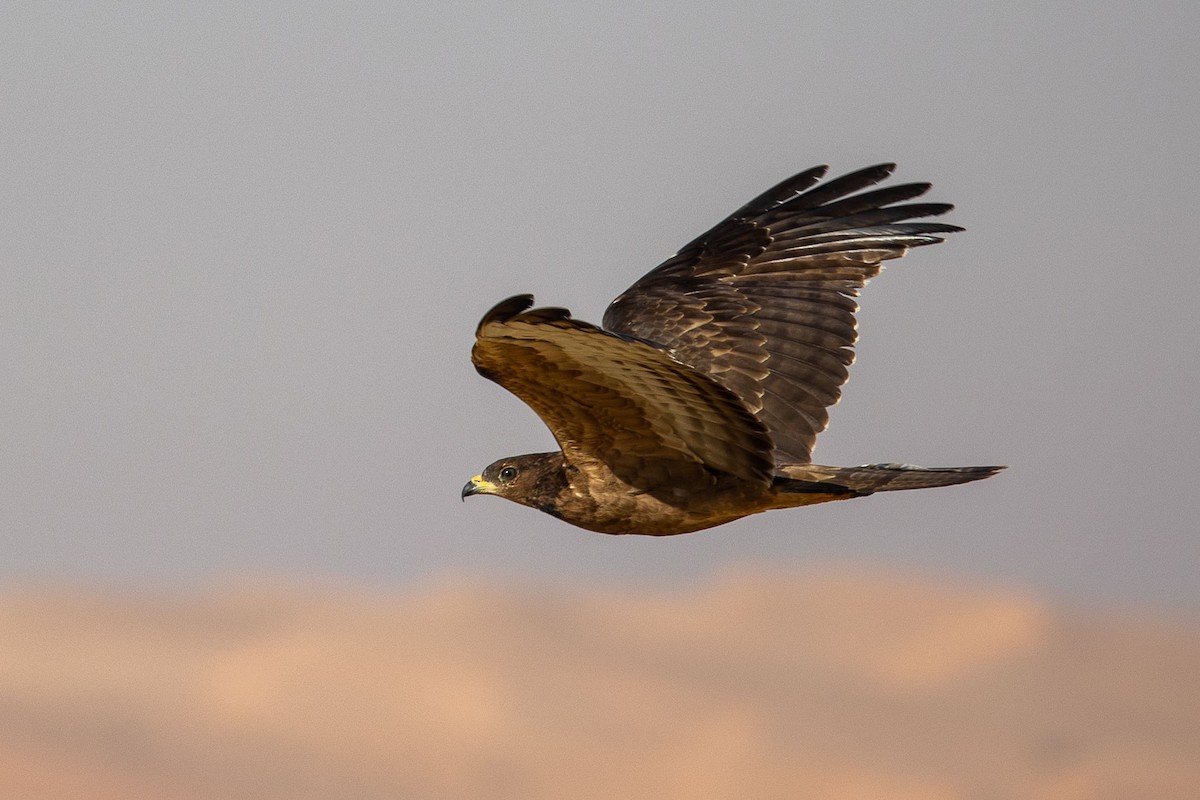 Oriental Honey-buzzard - Nikos Mavris