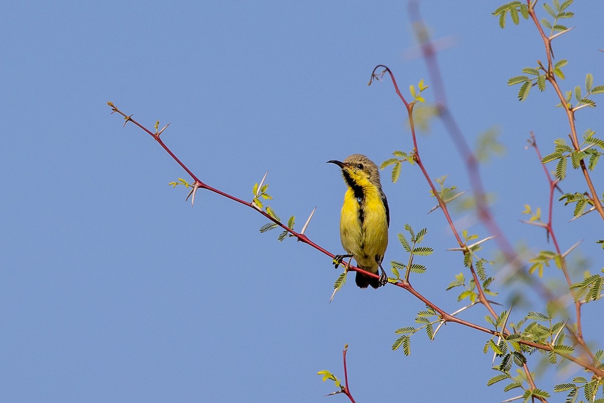 Purple Sunbird - Nikos Mavris