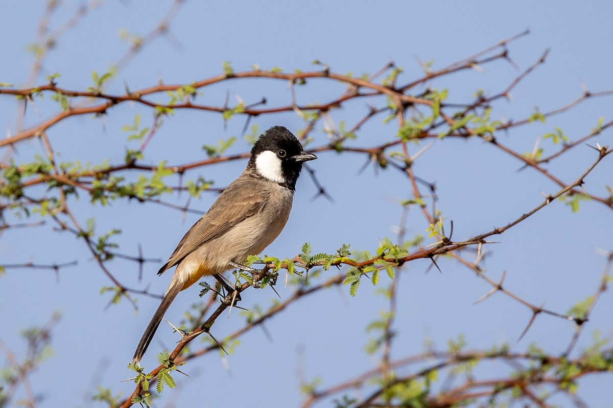 White-eared Bulbul - Nikos Mavris