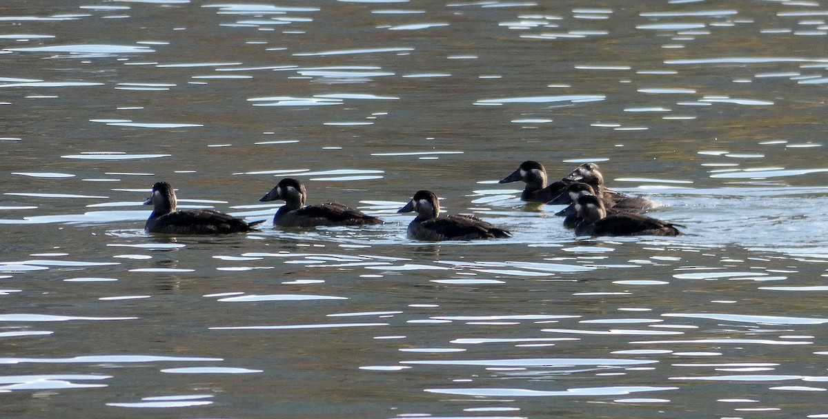 Surf Scoter - Amy Henrici