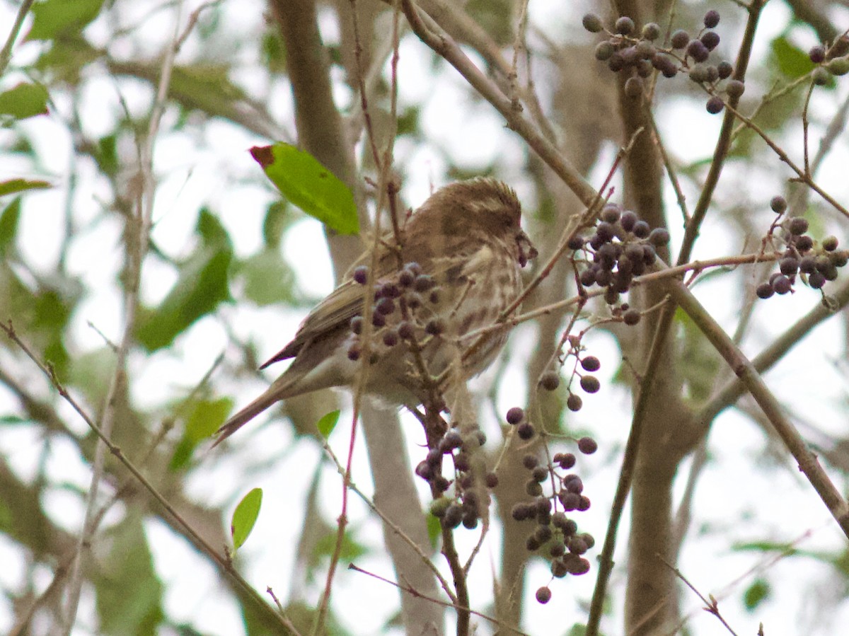 Purple Finch - ML276122591