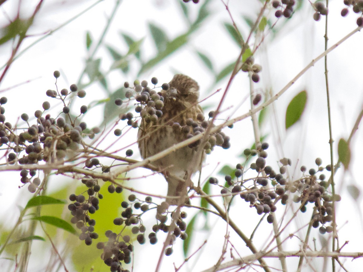 Purple Finch - ML276122601