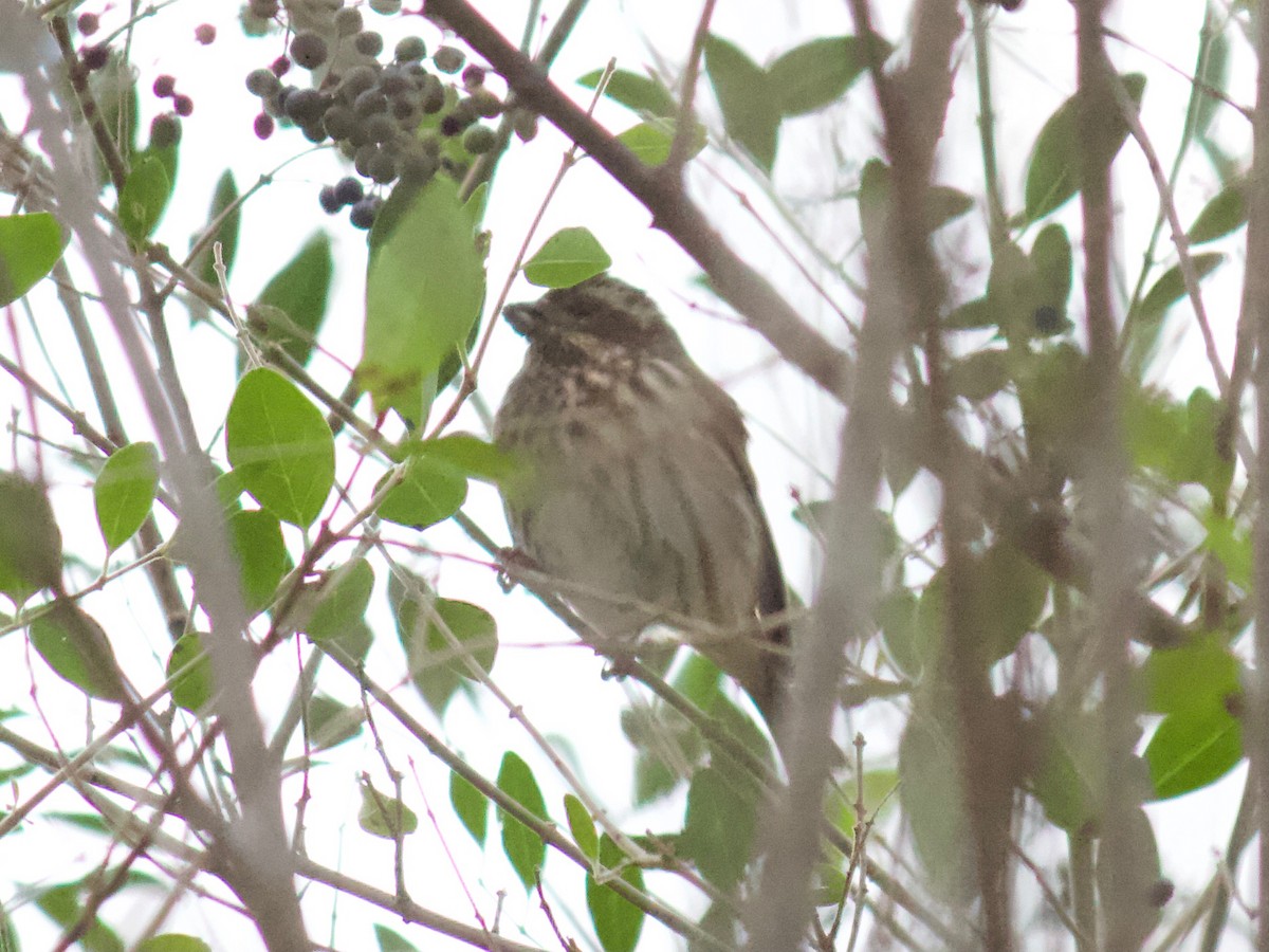 Purple Finch - ML276122611