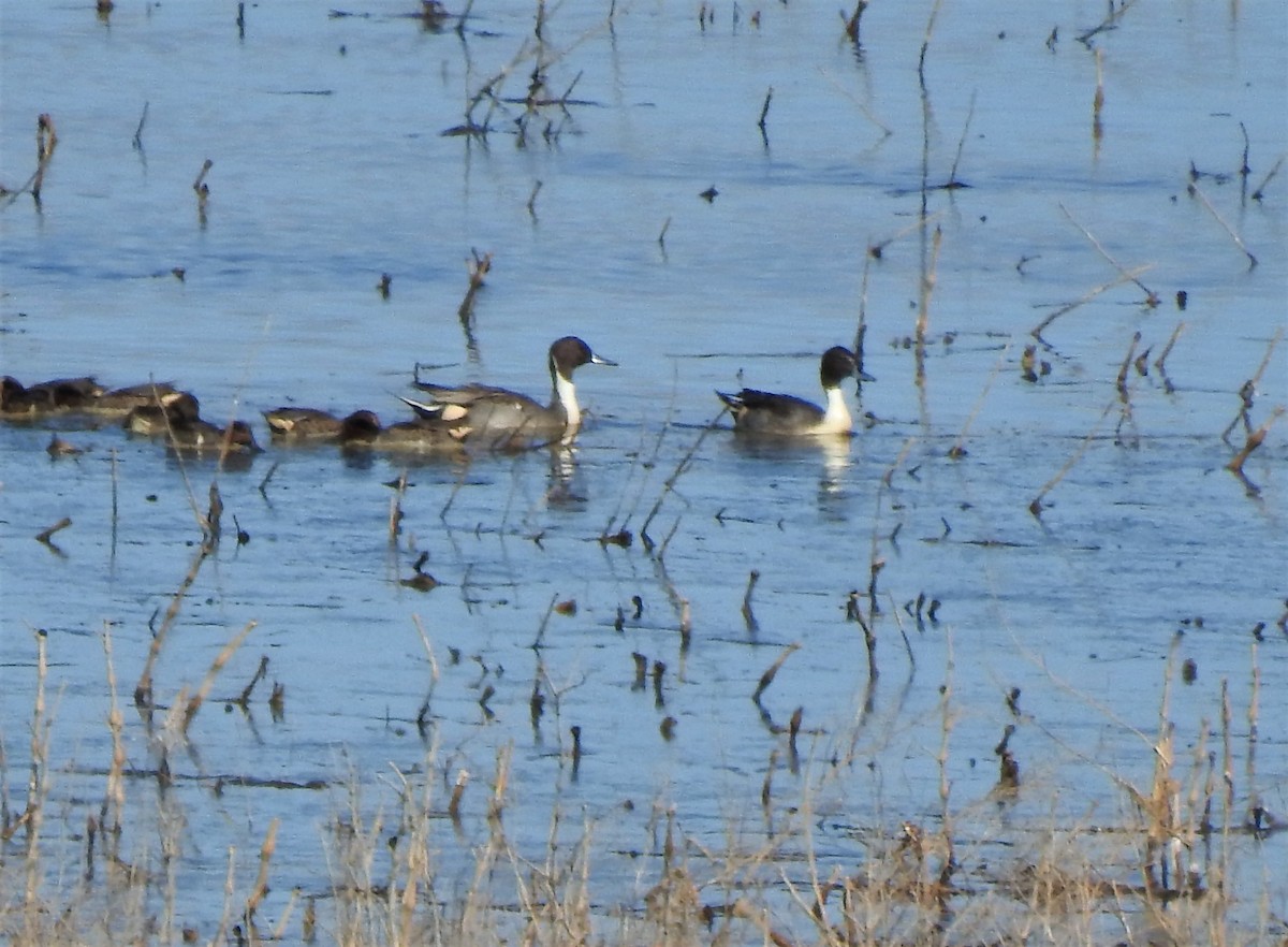 Northern Pintail - ML276125181