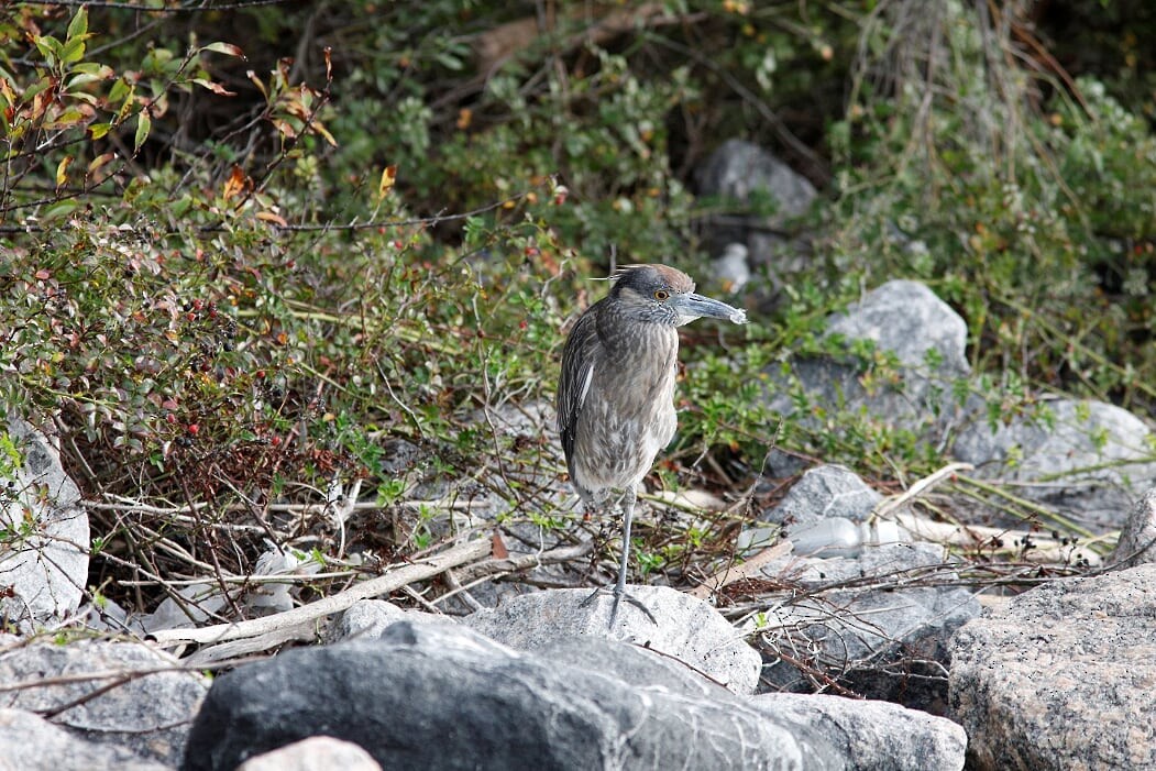 Yellow-crowned Night Heron - ML276125621
