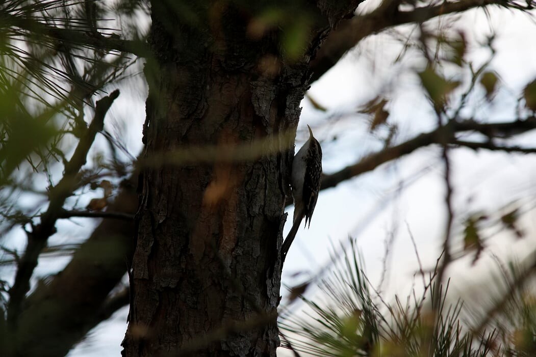 Brown Creeper - ML276126051