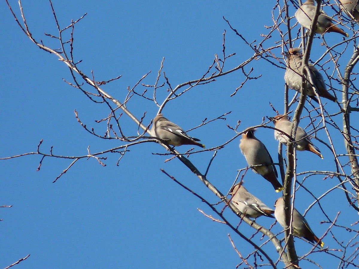 Bohemian Waxwing - Eric Marcum