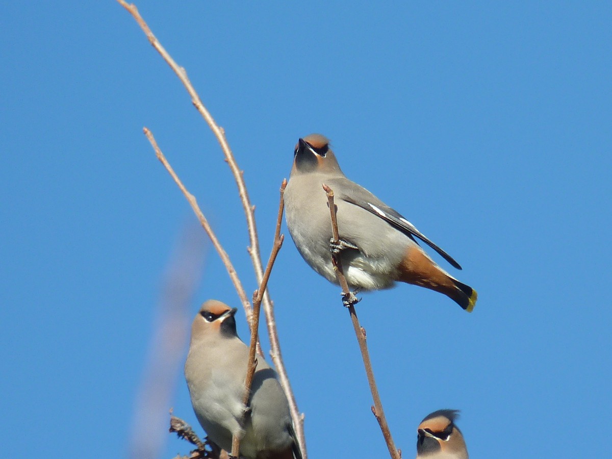 Bohemian Waxwing - ML276126611