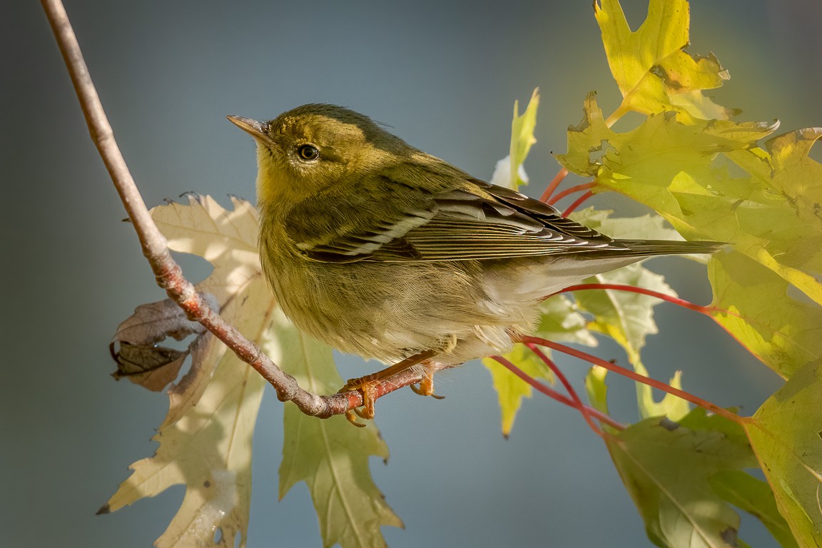 Blackpoll Warbler - ML276126631