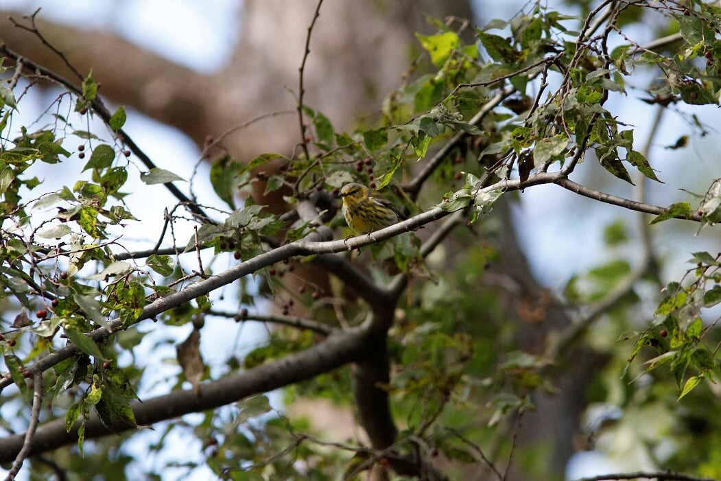 Cape May Warbler - ML276126671