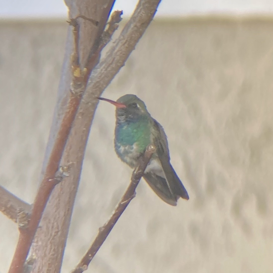 Broad-billed Hummingbird - ML276126731