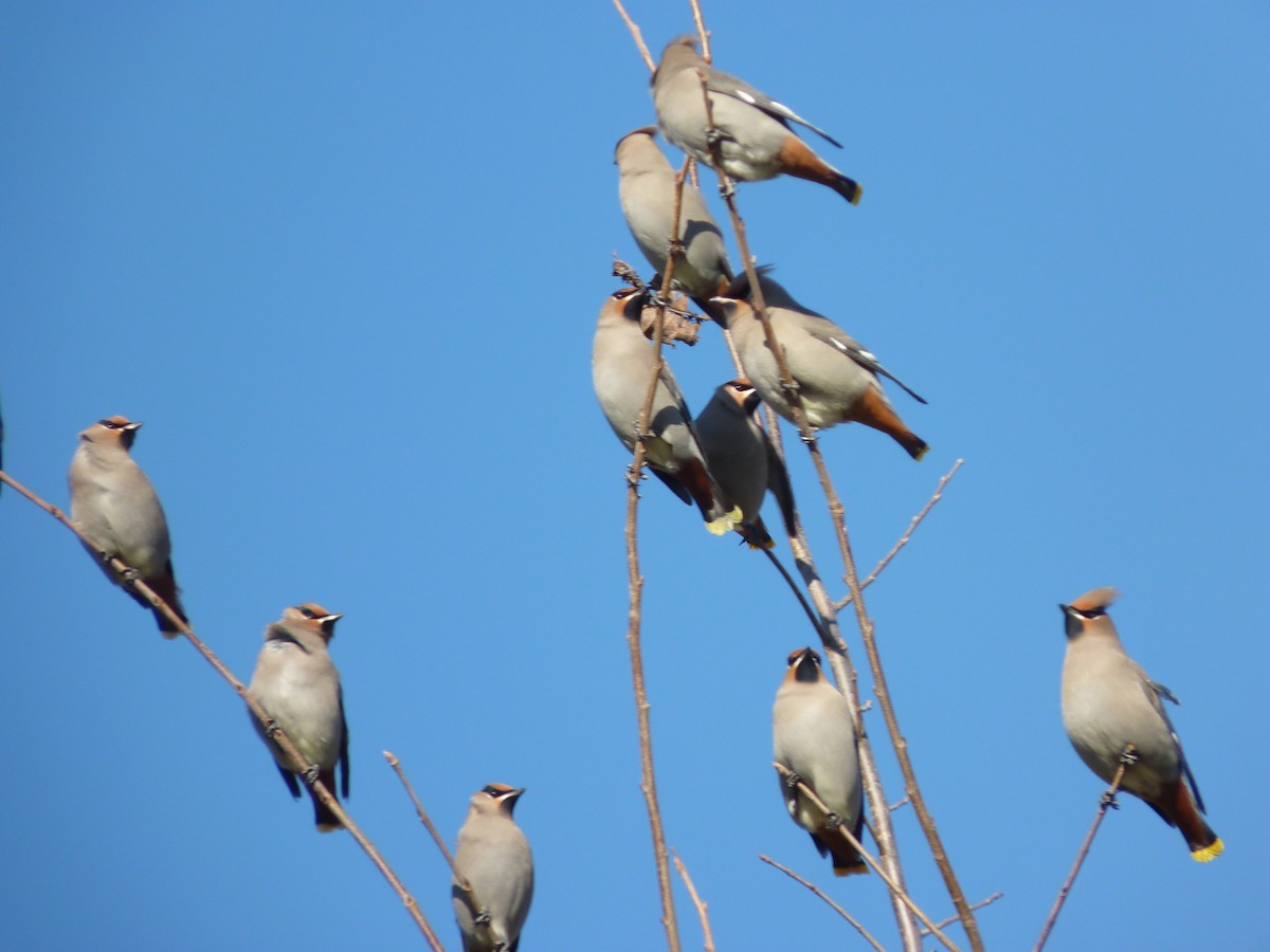 Bohemian Waxwing - ML276126741