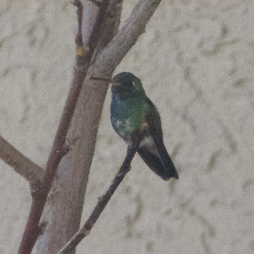 Broad-billed Hummingbird - ML276126751
