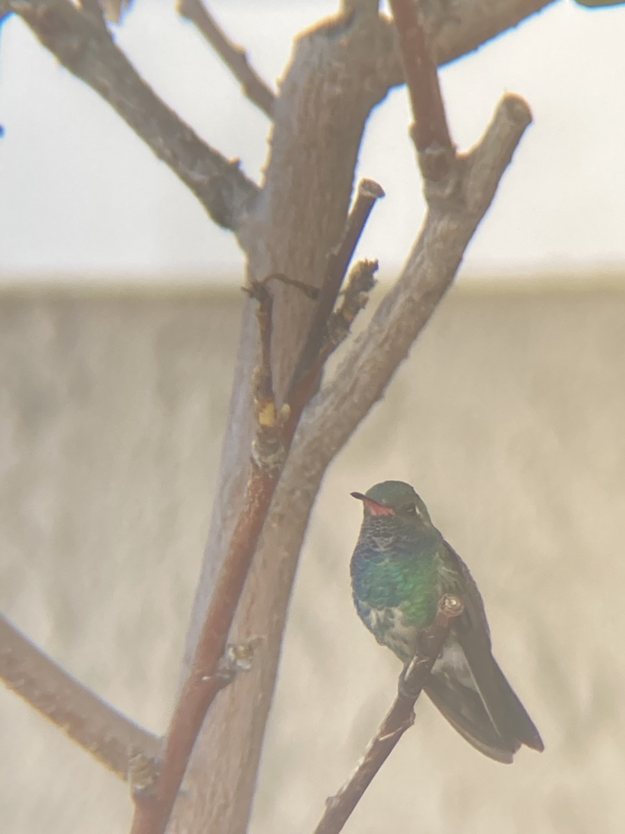 Broad-billed Hummingbird - ML276126761