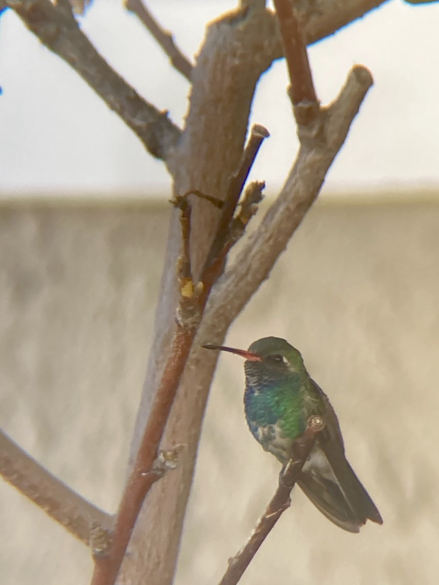 Broad-billed Hummingbird - ML276126821