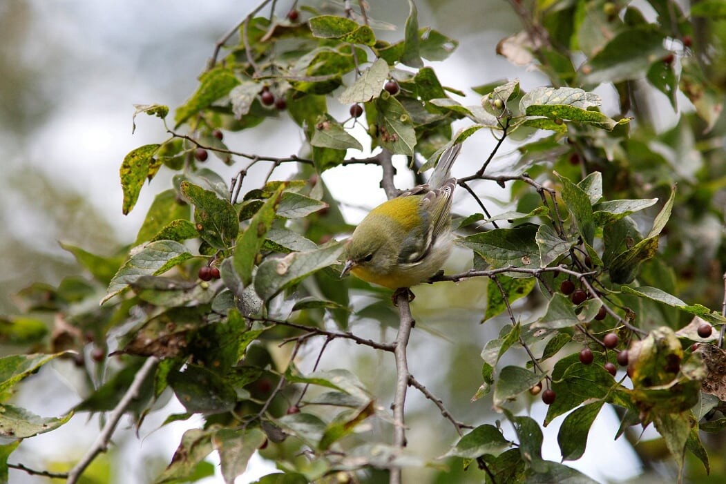 Parula Norteña - ML276126881