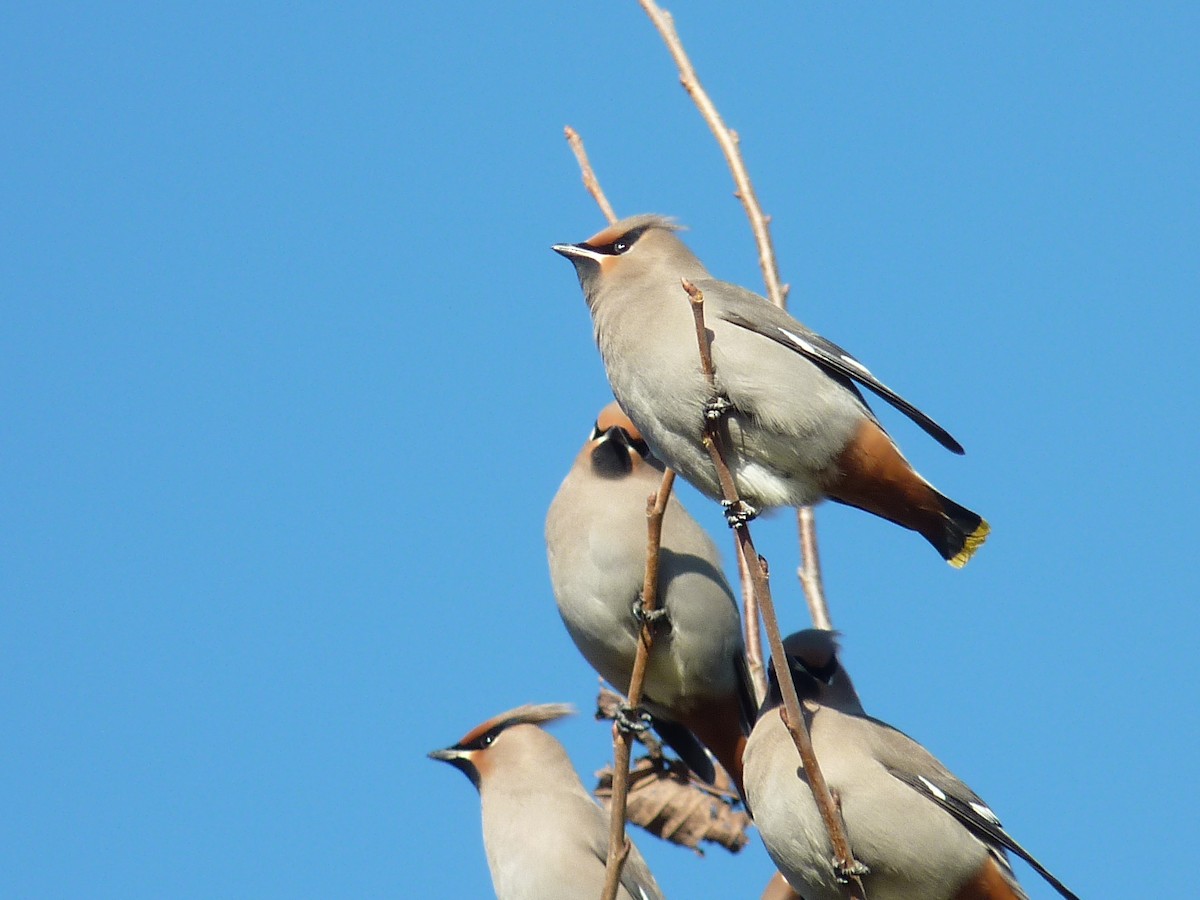 Bohemian Waxwing - ML276126961