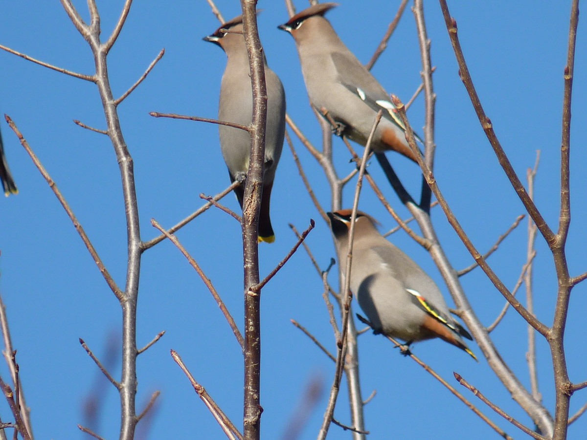 Bohemian Waxwing - ML276127211