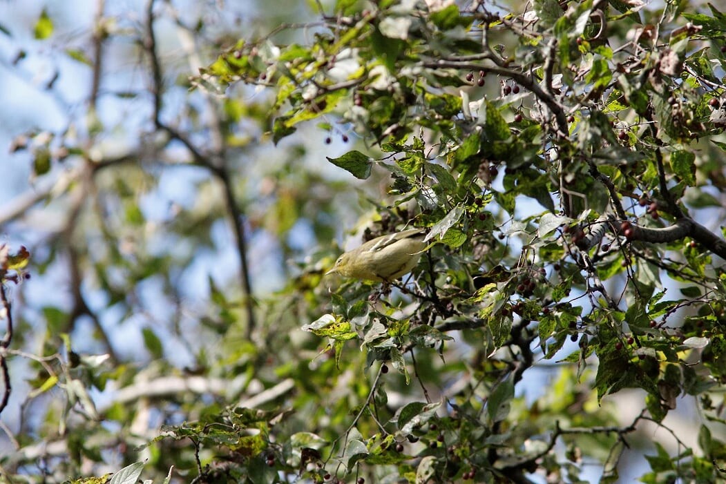 Blackpoll Warbler - ML276127261