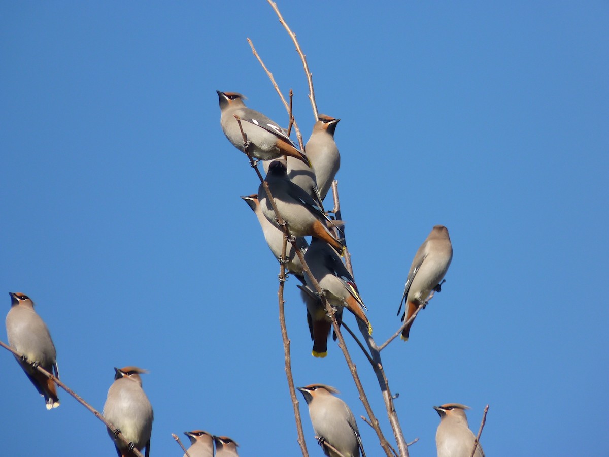 Bohemian Waxwing - ML276127391