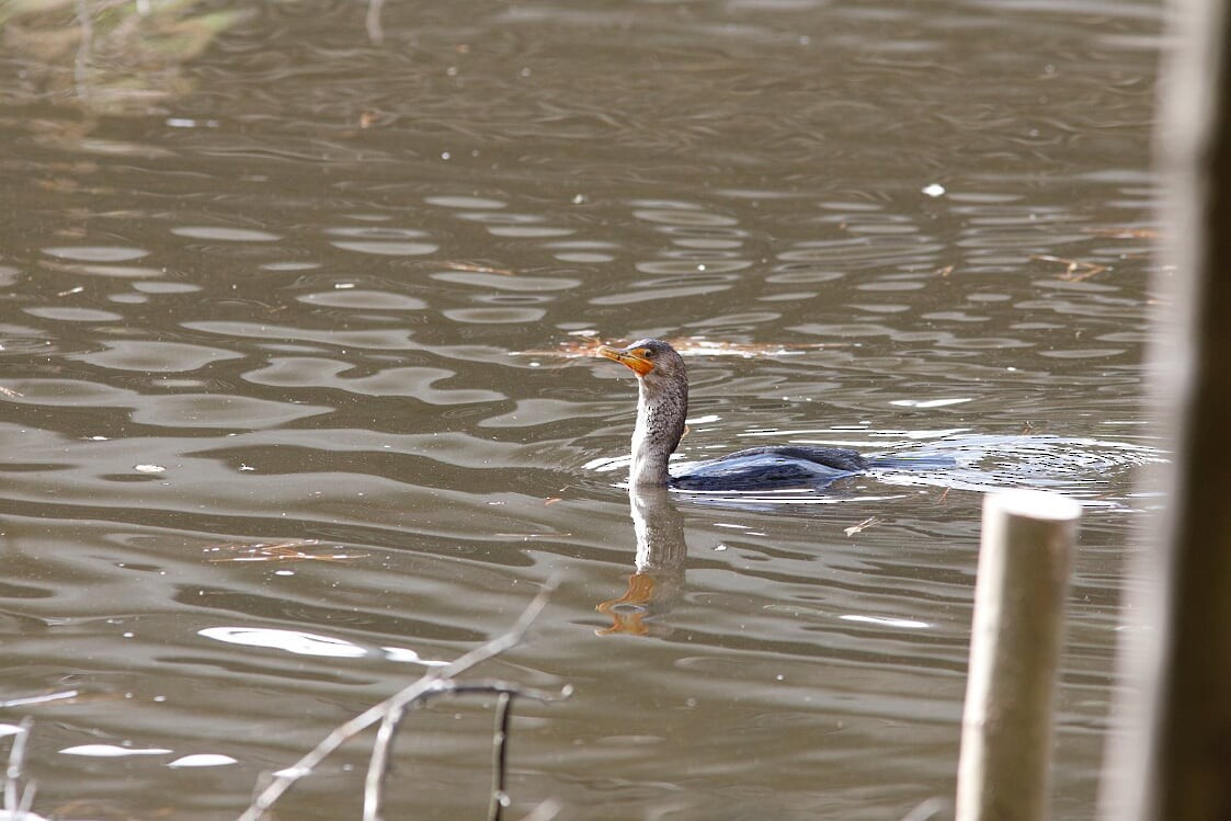 Double-crested Cormorant - ML276127501