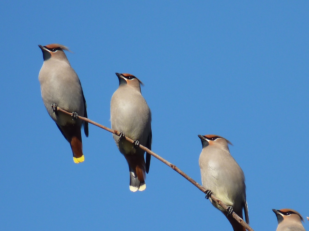 Bohemian Waxwing - ML276127631