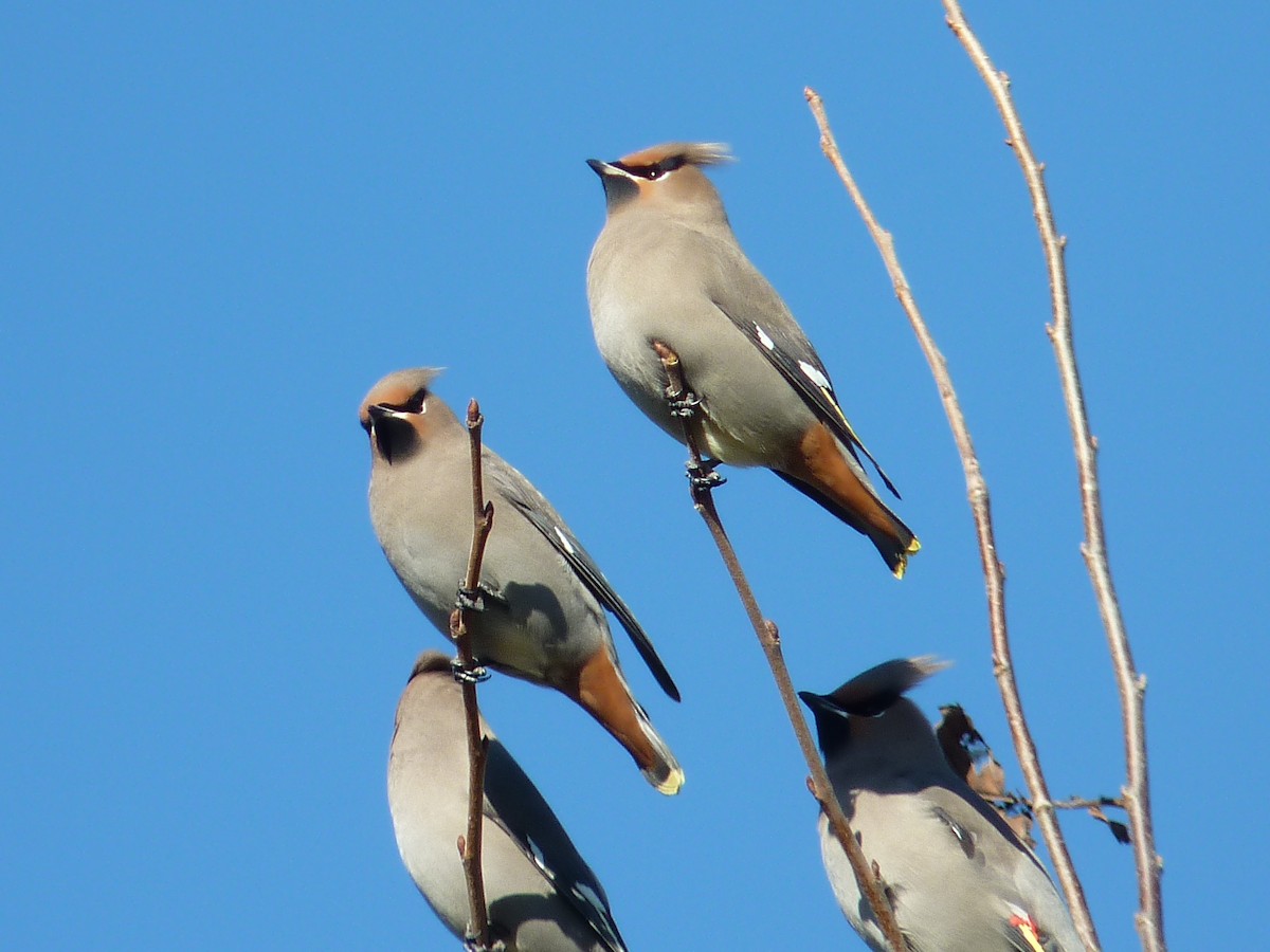 Bohemian Waxwing - ML276127851