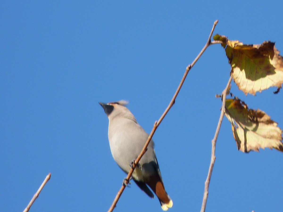 Bohemian Waxwing - ML276127911