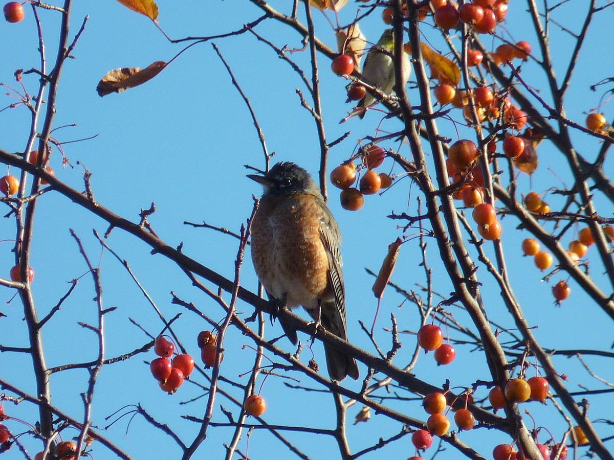 American Robin - ML276127971