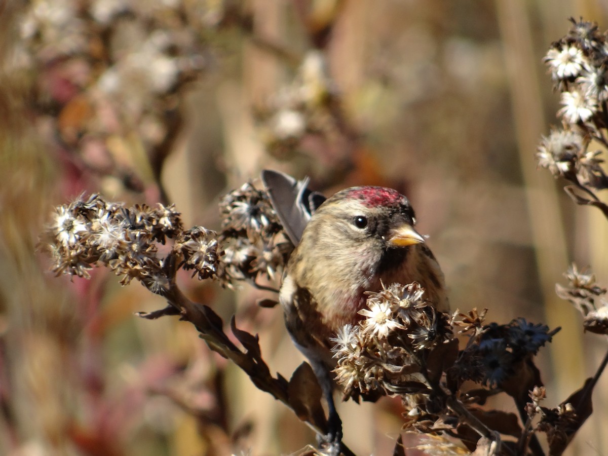 Common Redpoll - Andrew Raamot and Christy Rentmeester