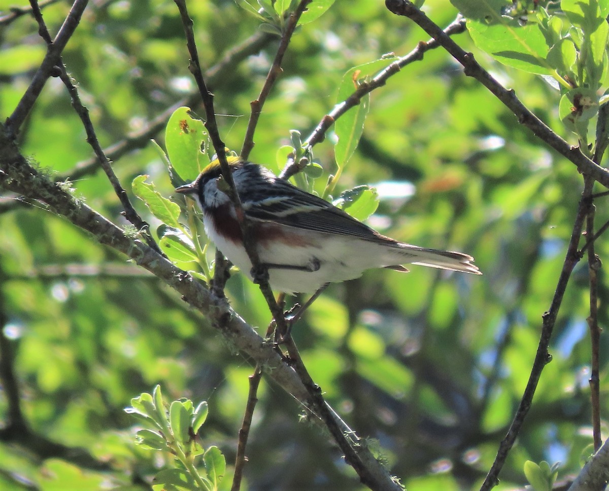 Chestnut-sided Warbler - ML276129601