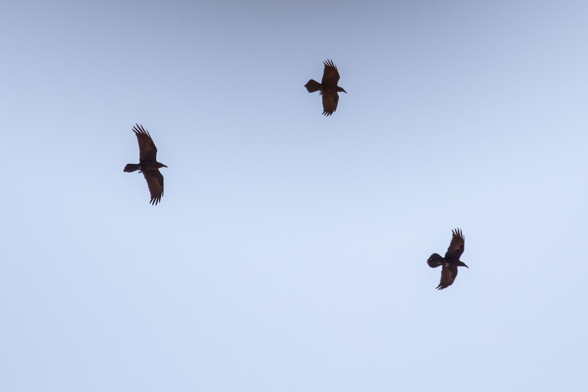 Brown-necked Raven - ML276130771