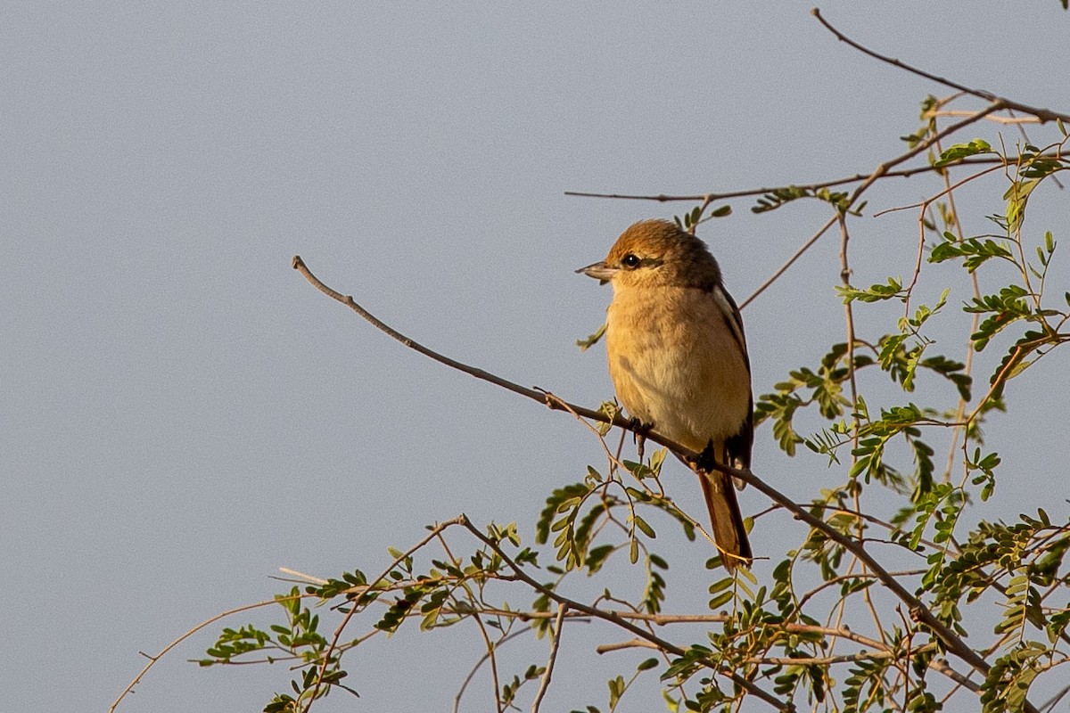 Isabelline Shrike - Nikos Mavris