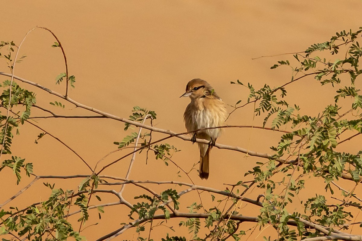 Isabelline Shrike - Nikos Mavris