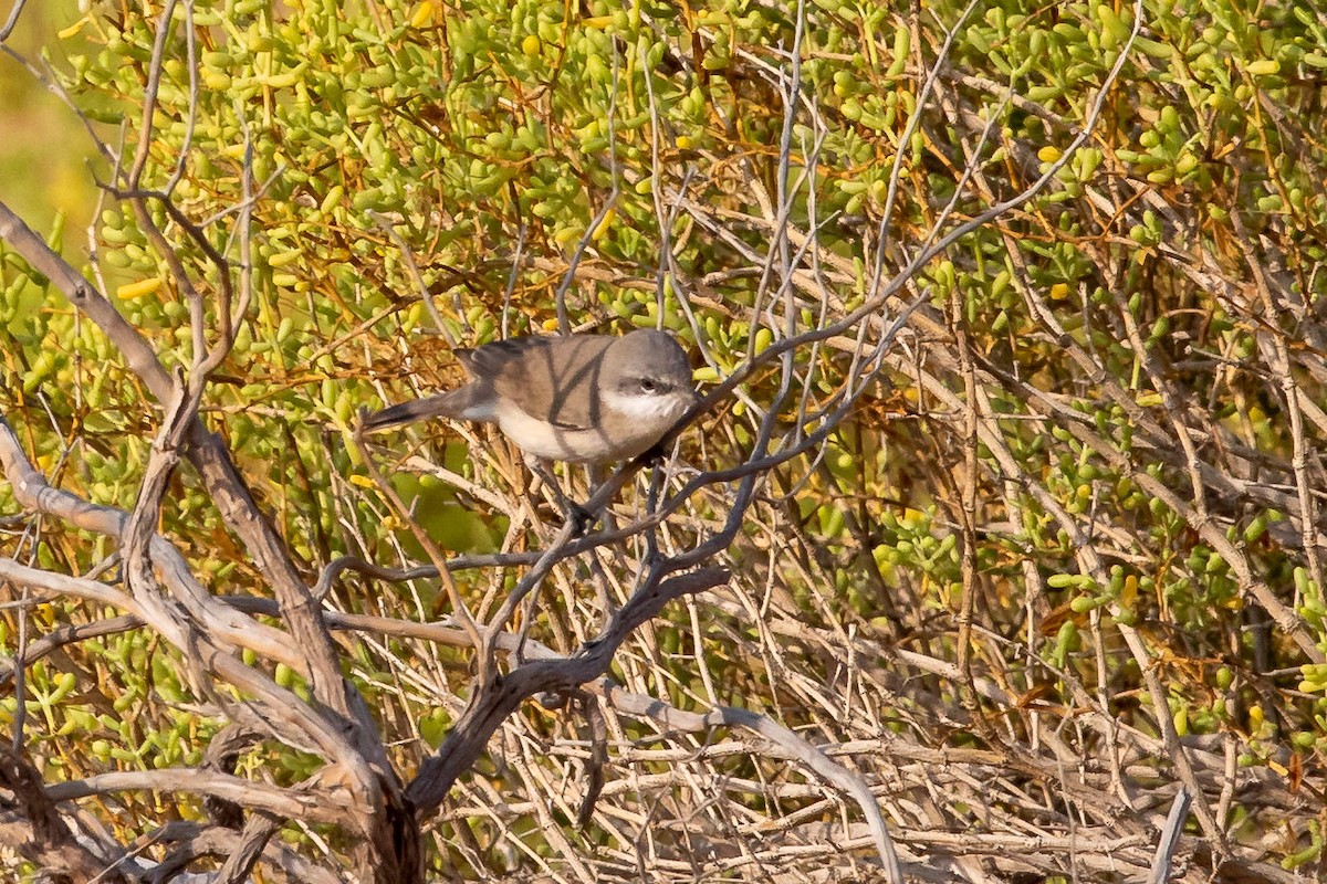 Lesser Whitethroat - Nikos Mavris