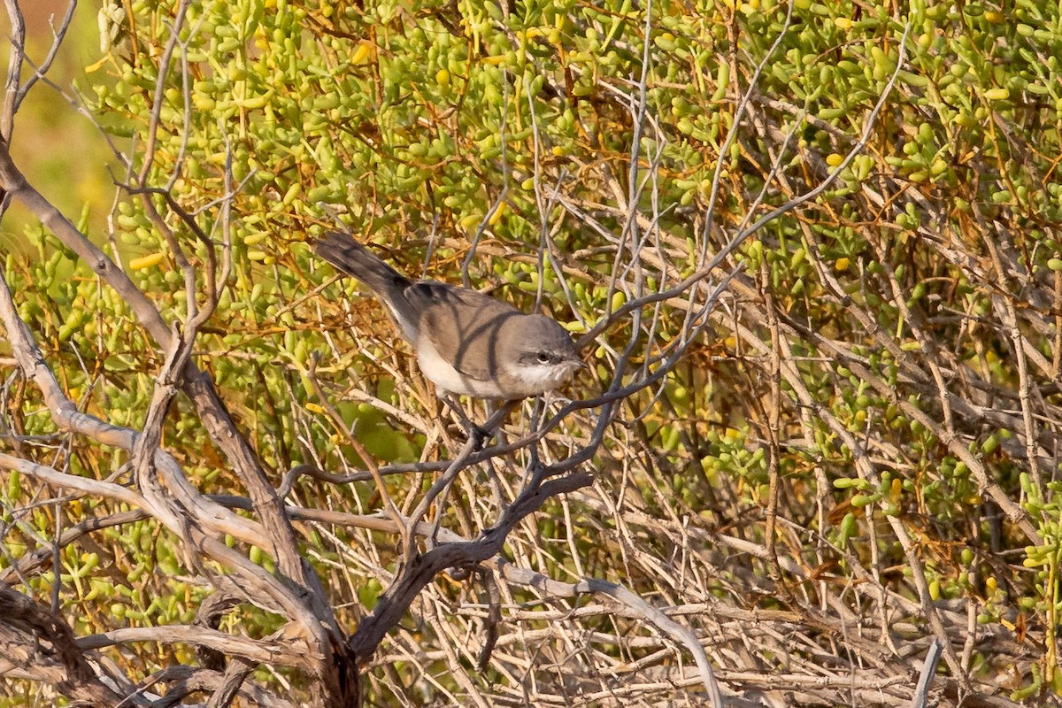 Lesser Whitethroat - Nikos Mavris