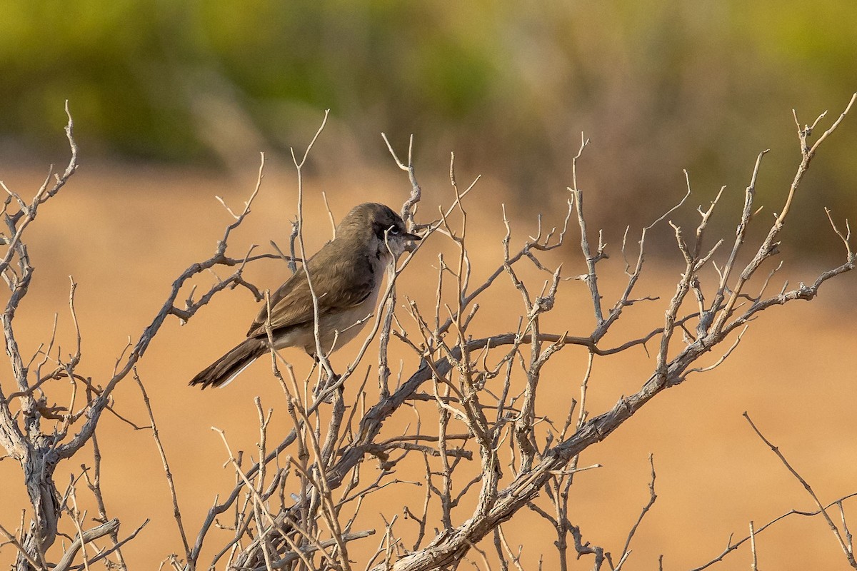 Lesser Whitethroat - ML276131391