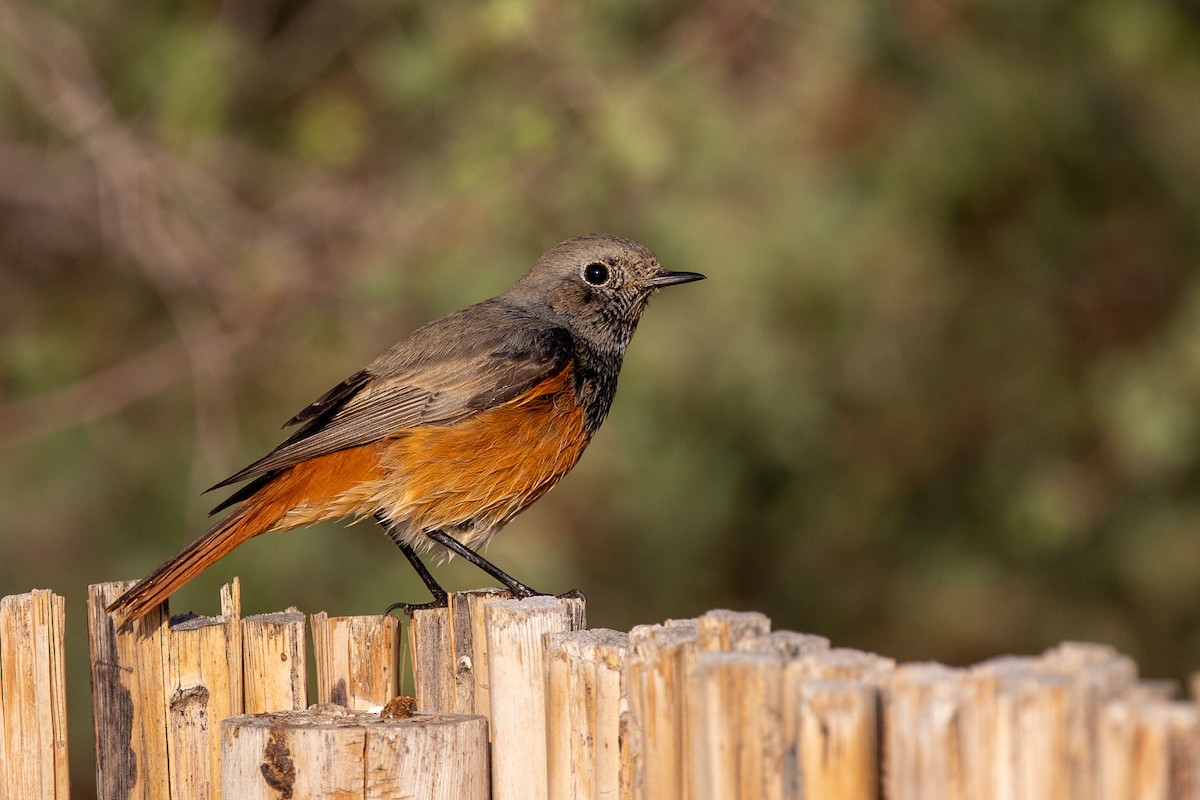 Black Redstart - ML276131581