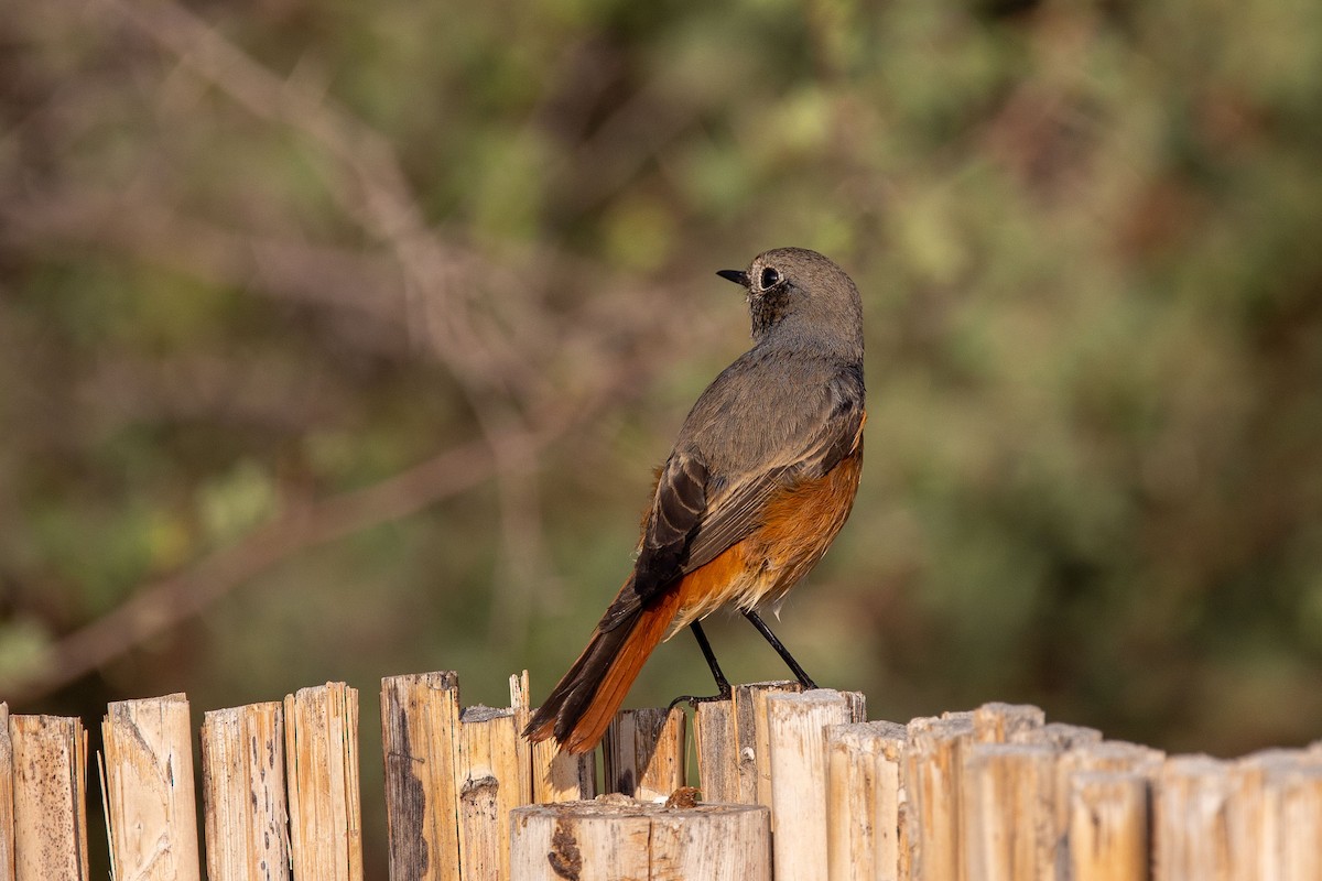 Black Redstart - Nikos Mavris