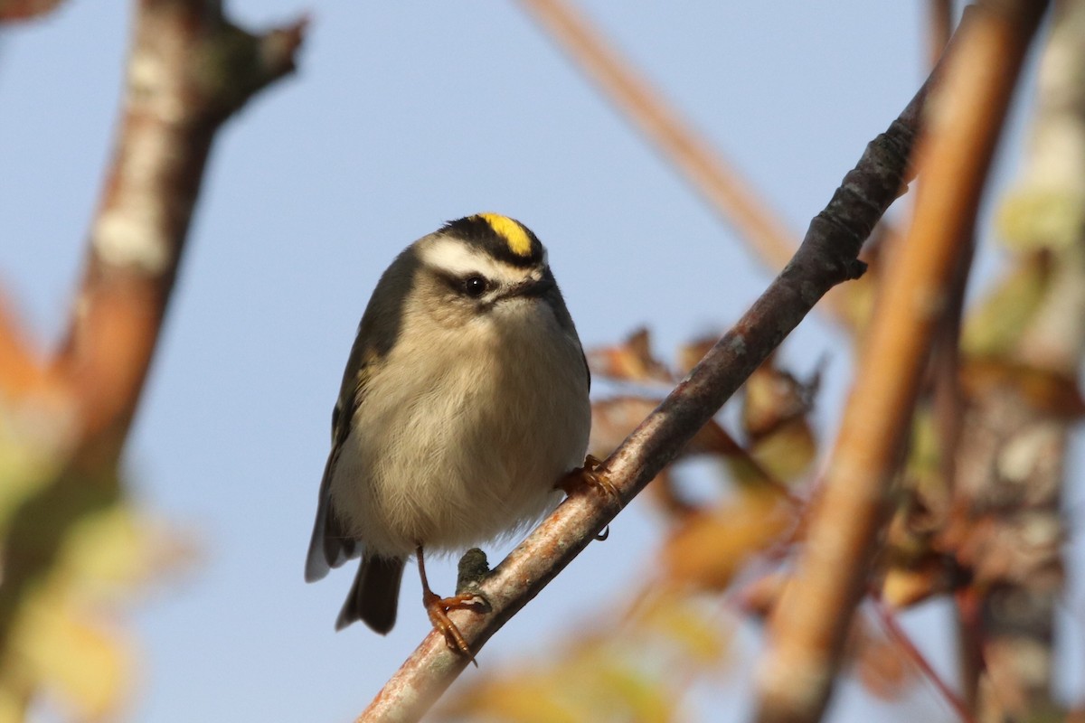 Golden-crowned Kinglet - Grant Edwards