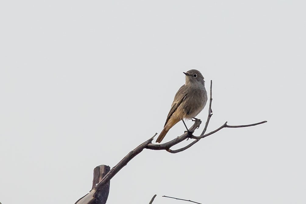 Black Redstart - Nikos Mavris