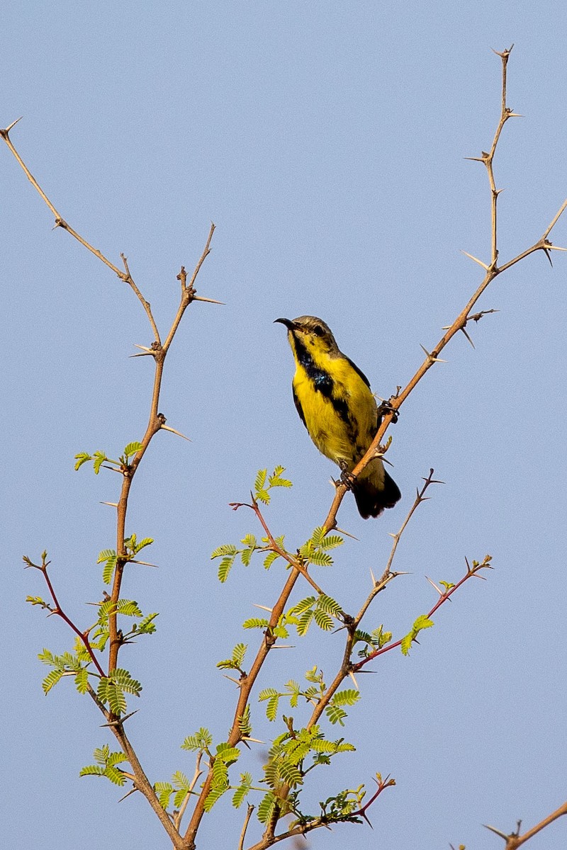 Purple Sunbird - Nikos Mavris