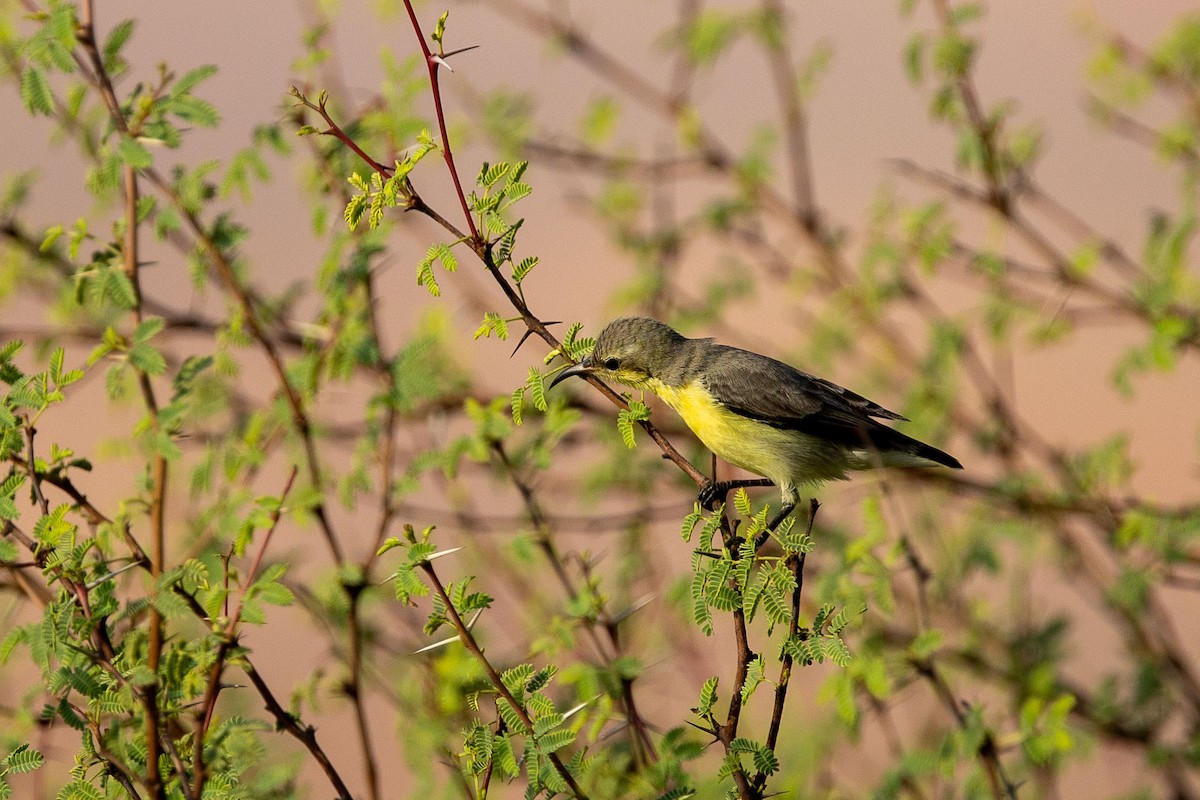 Purple Sunbird - Nikos Mavris