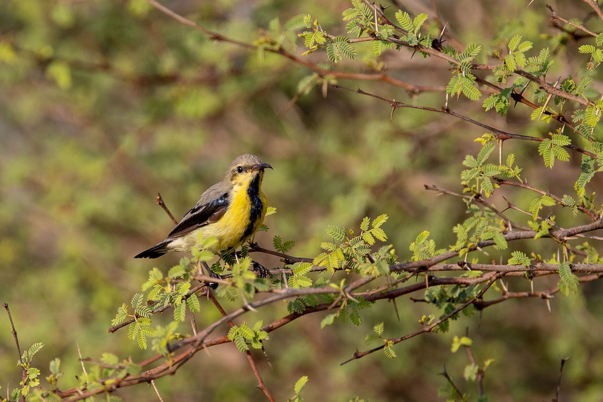 Purple Sunbird - Nikos Mavris