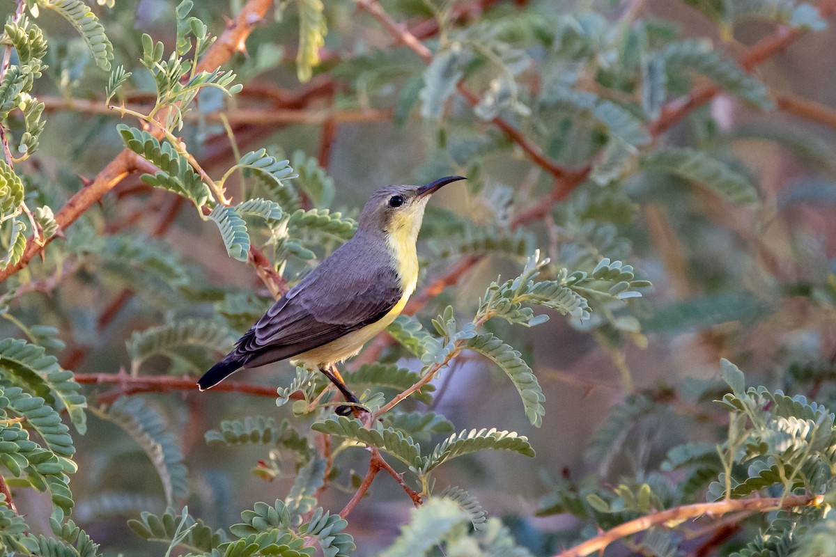 Purple Sunbird - Nikos Mavris